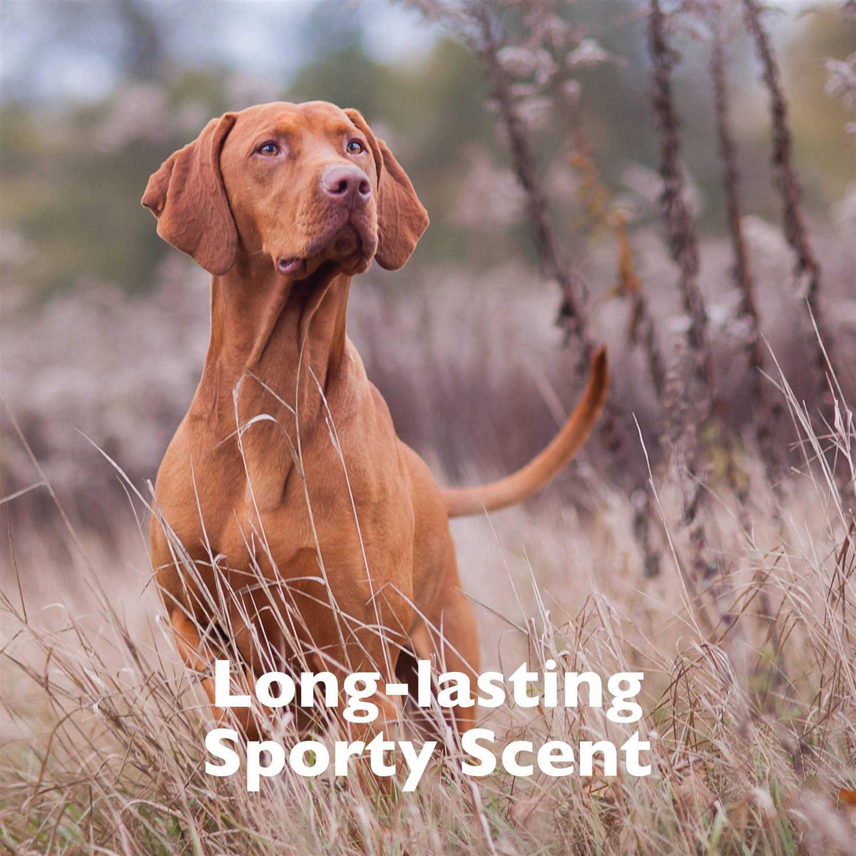 Pet Cologne V1056