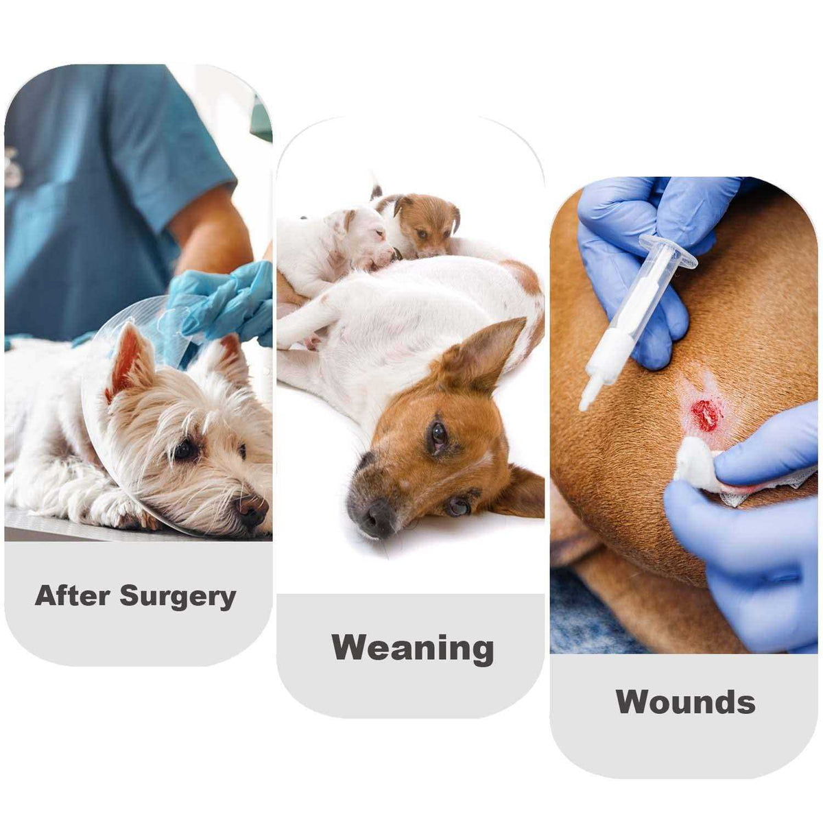 Dog Diapers Sanitary Panties Pet Recovery Suit Y8736