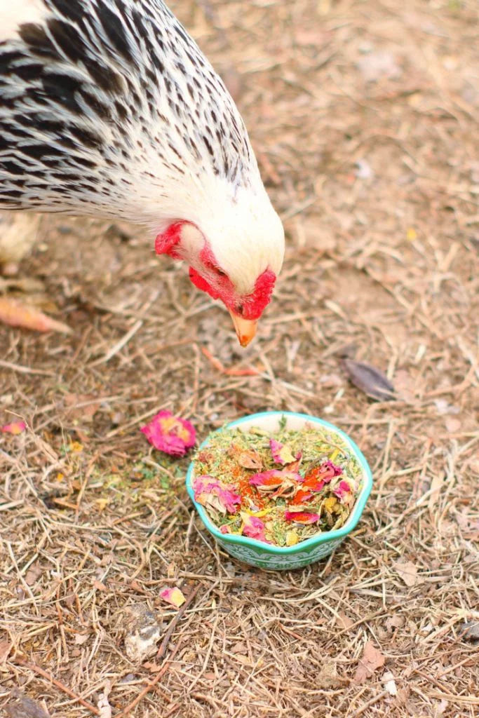 Nesting Herbs for Pet Chickens U142452