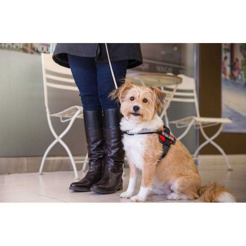 Emotional Support Dog Vest Harness with Reflective Straps and Matching Leash Set Z678