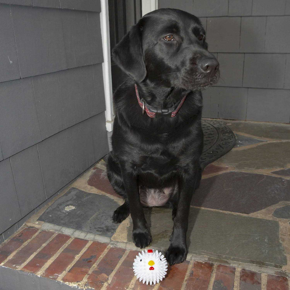 Chicken Dog Ball E4796