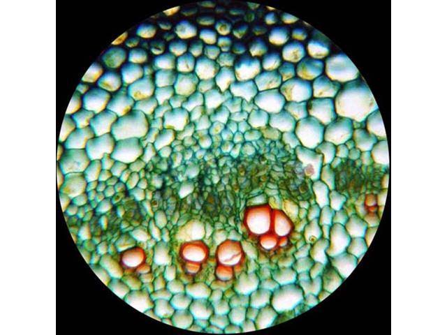 40X-1600X LED Trinocular Compound Microscope P8399