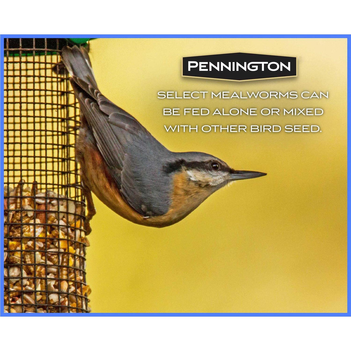 Mealworms Wild Bird Food O64741